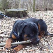 Rottweiler Asterix