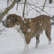 Fila brasileiro Fernando Mastiff