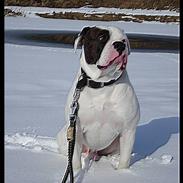 Amerikansk bulldog Hugin