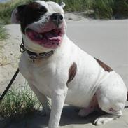 Amerikansk bulldog Hugin