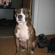 Amerikansk staffordshire terrier Unna