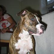 Amerikansk staffordshire terrier Unna