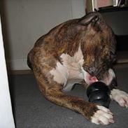 Amerikansk staffordshire terrier Unna