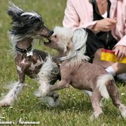 Chinese crested hårløs Caprioso Ram-Ses-Mi