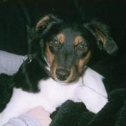 Dansk svensk gaardhund samson