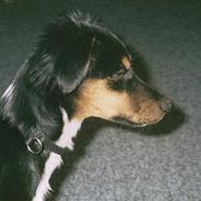 Dansk svensk gaardhund samson