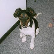 Dansk svensk gaardhund samson