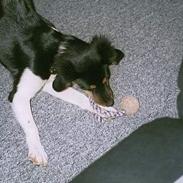 Dansk svensk gaardhund samson