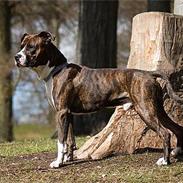 Amerikansk staffordshire terrier Cæcar