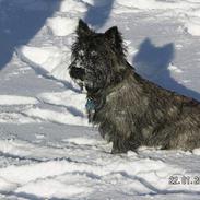 Cairn terrier Teddy