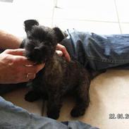 Cairn terrier Teddy