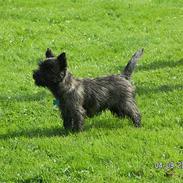 Cairn terrier Teddy