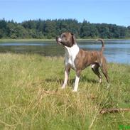 Amerikansk staffordshire terrier Tyzon