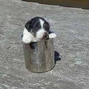 Glathåret foxterrier Jema-Spot Kalle