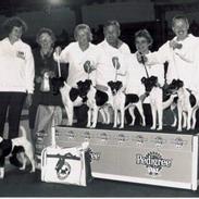 Glathåret foxterrier Jema-Spot Kalle