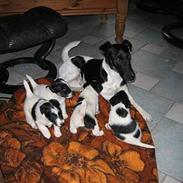 Glathåret foxterrier Jema-Spot Kalle