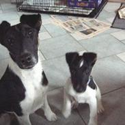 Glathåret foxterrier Jema-Spot Kalle