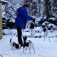 Glathåret foxterrier Jema-Spot Kalle