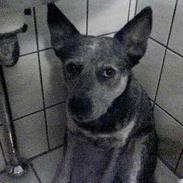 Australsk cattledog Tess