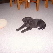 Labrador retriever trunte