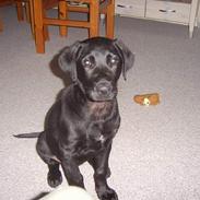 Labrador retriever trunte