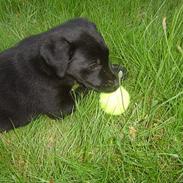 Labrador retriever trunte