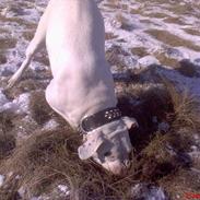 Dogo argentino Fang