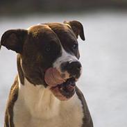 Amerikansk staffordshire terrier Cæcar