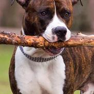 Amerikansk staffordshire terrier Cæcar