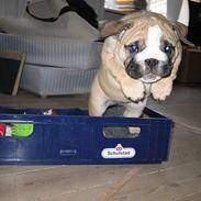 Engelsk bulldog Bertha