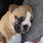 Engelsk bulldog Bertha