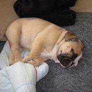 Engelsk bulldog Bertha