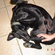 Labrador retriever baloo