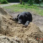 Labrador retriever baloo