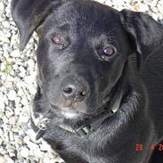 Labrador retriever baloo