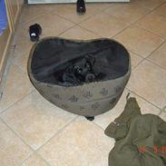 Labrador retriever baloo