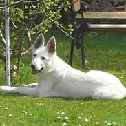 Hvid schæfer Cato (Junglens Key)