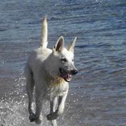 Hvid schæfer Cato (Junglens Key)