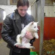 Hvid schæfer Cato (Junglens Key)