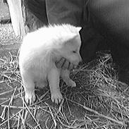 Hvid schæfer Cato (Junglens Key)