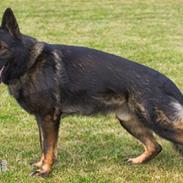 Schæferhund Speedtsbergs Yanko