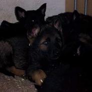 Schæferhund Speedtsbergs Yanko