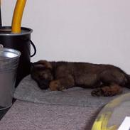 Schæferhund Speedtsbergs Yanko