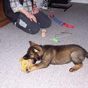 Schæferhund Speedtsbergs Yanko