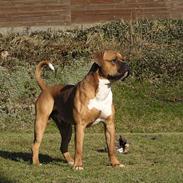 Amerikansk bulldog Olsen *DØD* i 2006