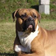 Amerikansk bulldog Olsen *DØD* i 2006