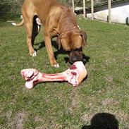 Amerikansk bulldog Olsen *DØD* i 2006