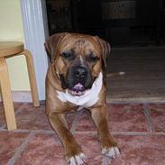 Amerikansk bulldog Olsen *DØD* i 2006