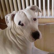 Dogo argentino Fang