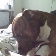 Amerikansk staffordshire terrier Cezar